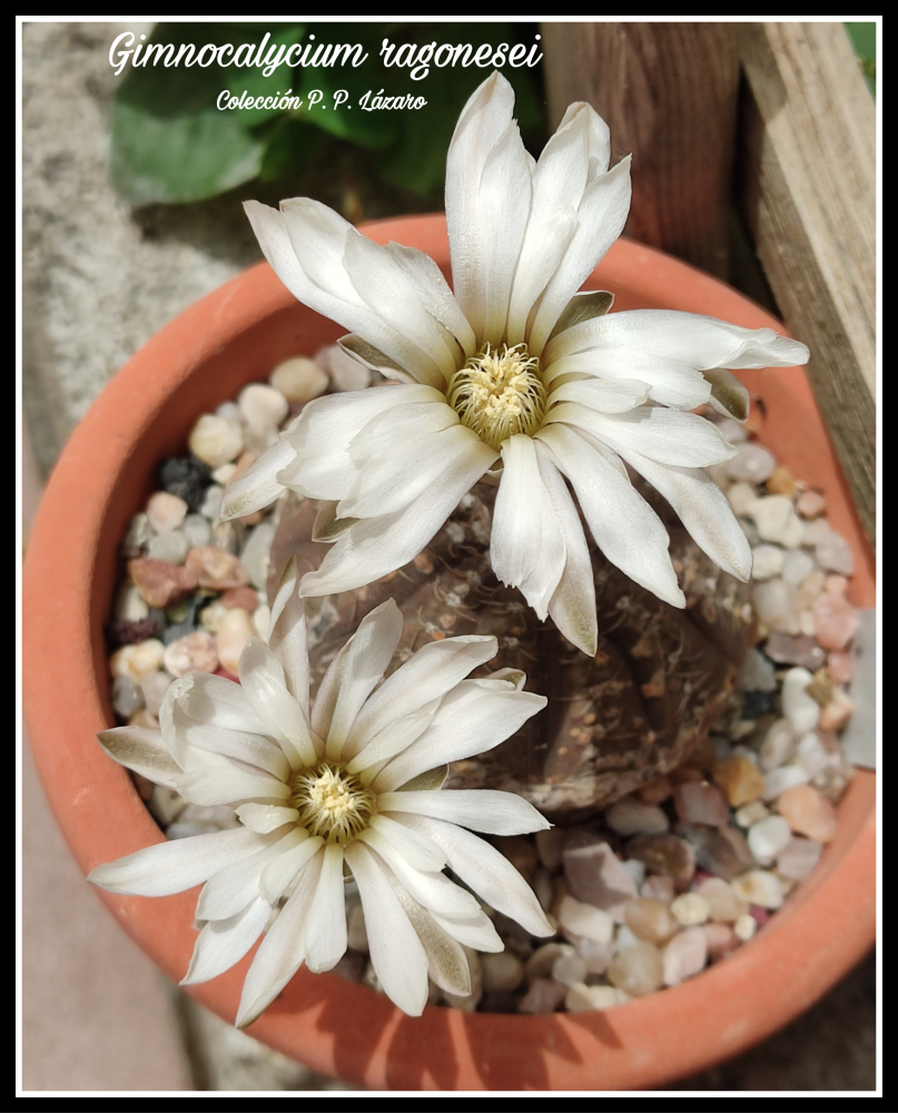 Picsart_26-06-05_15-14-04-188.png
