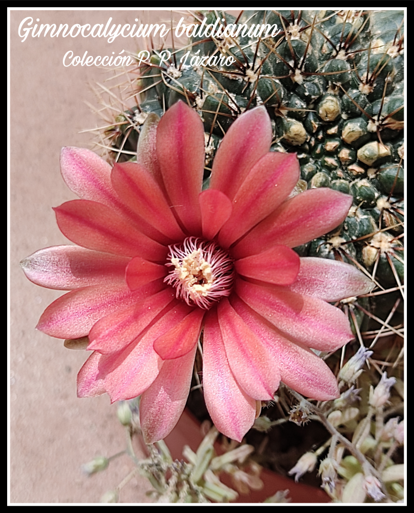 Picsart_26-06-11_22-25-38-956.png