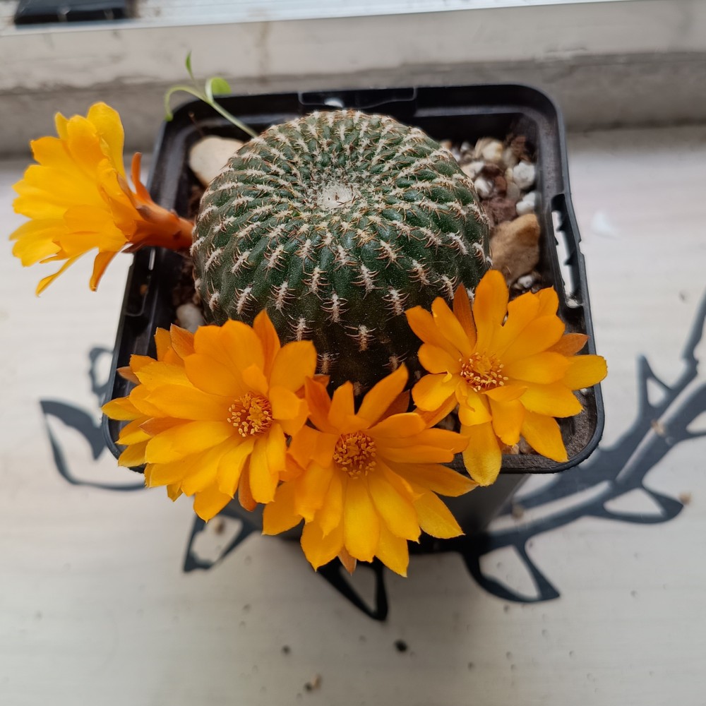 Sulcorebutia arenacea.jpg