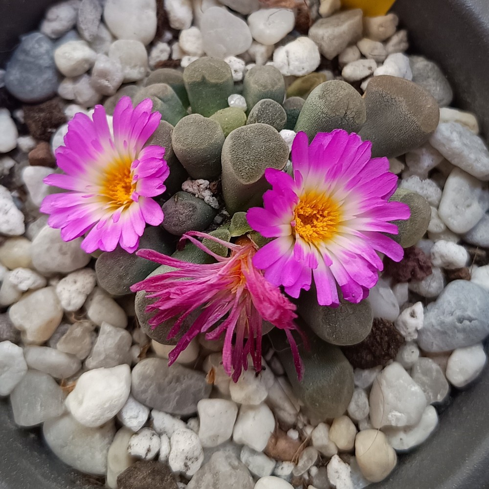Frithia pulchra.jpg
