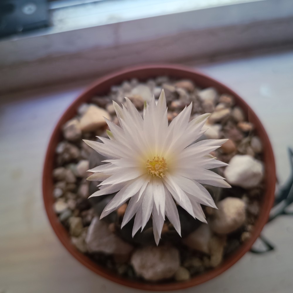 GYMNO1.jpg