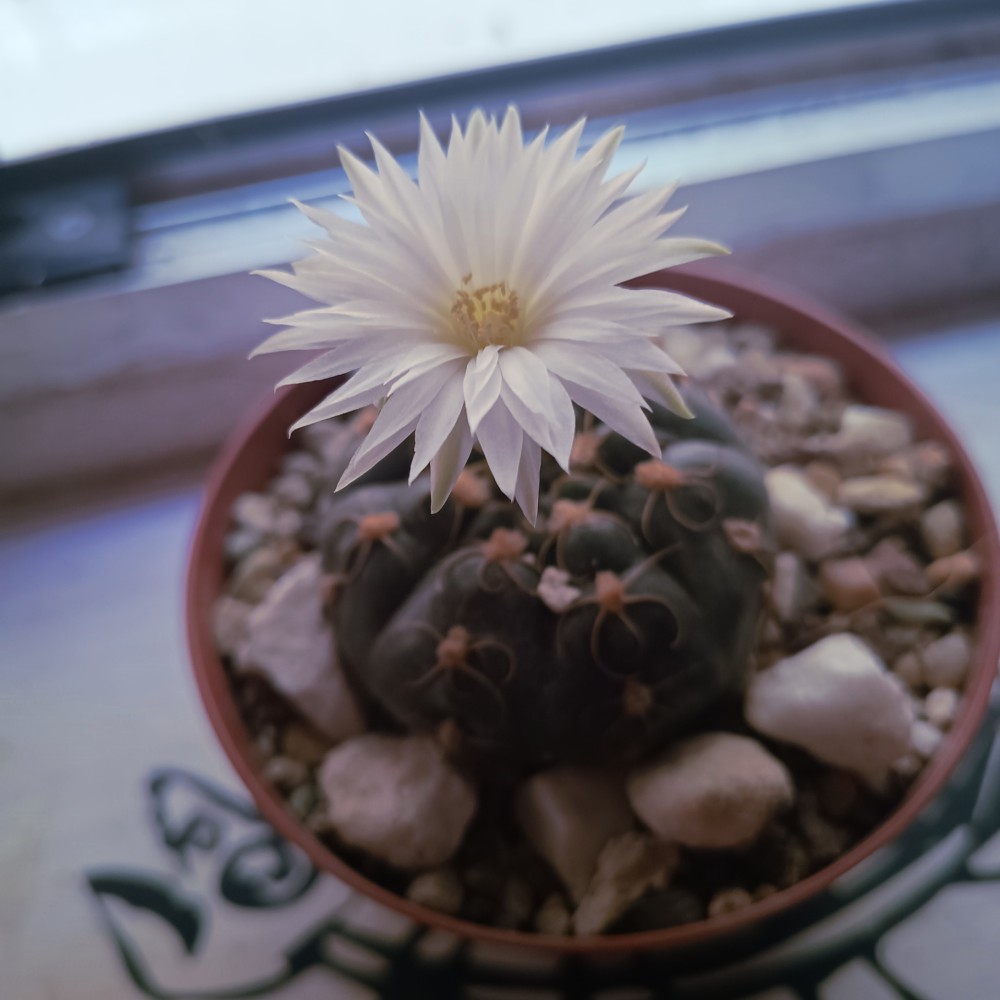 GYMNO4.jpg