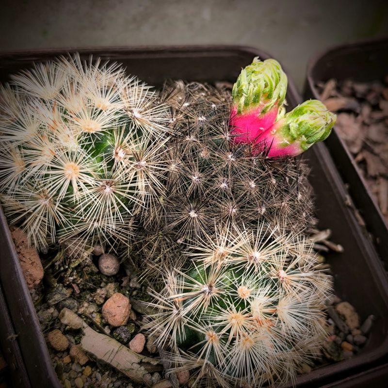 Mammillaria laui