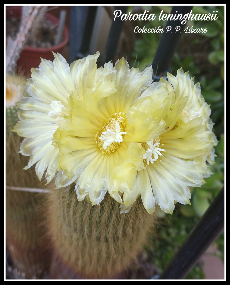 Parodia leninghausii 20260629 212608.png