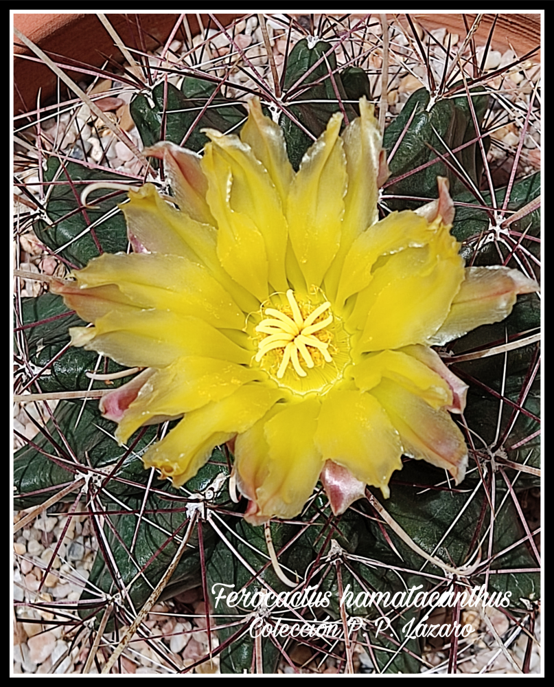 Ferocactus hamatacanthus 20260630 150722.png