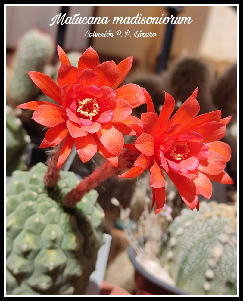 Matucana madisoniorum 20260622 122327.png