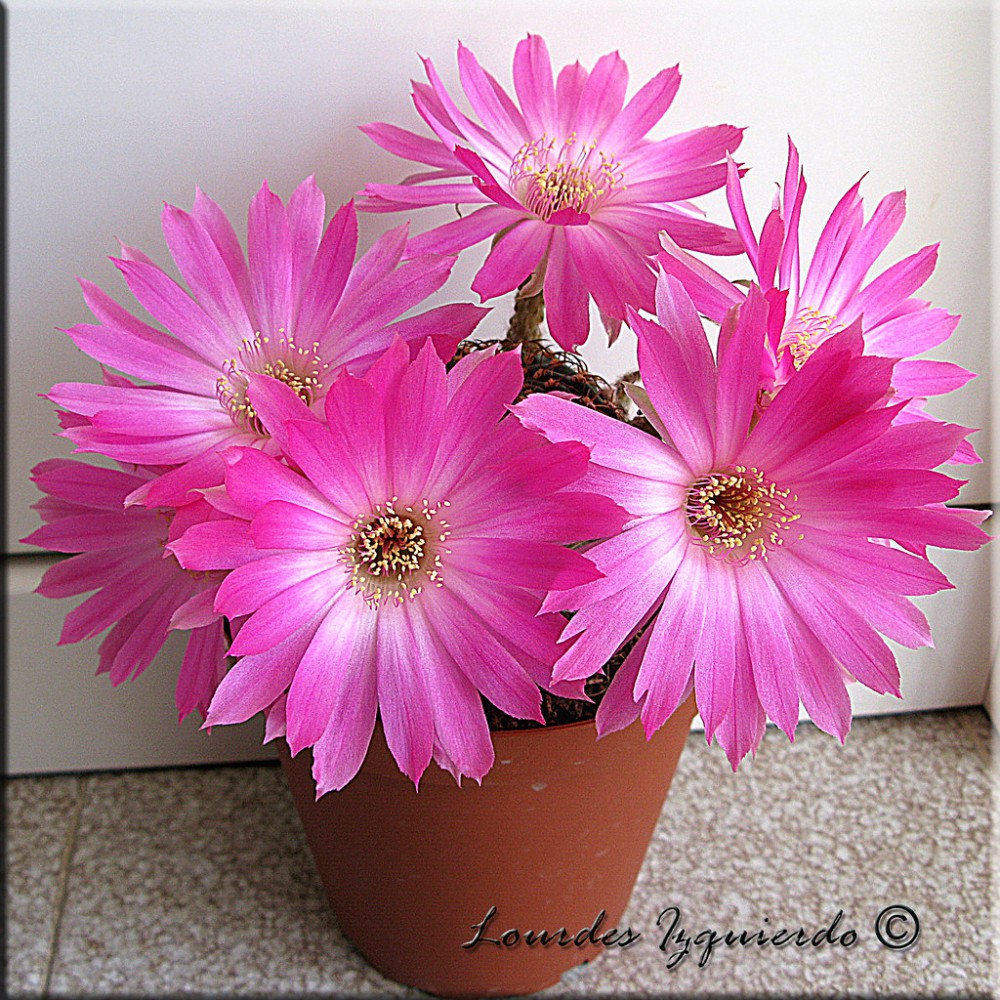 5621011235_f10fbed726_b.jpg (490.23 KiB) Visto 607 veces Echinopsis backebergii var Winteriana