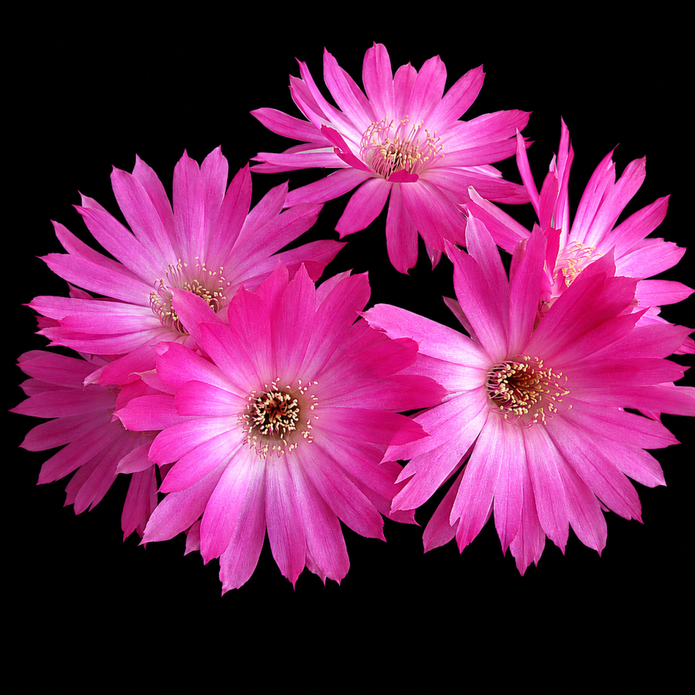 ChatGPT Image 12 jul 2026, 21_56_13.png