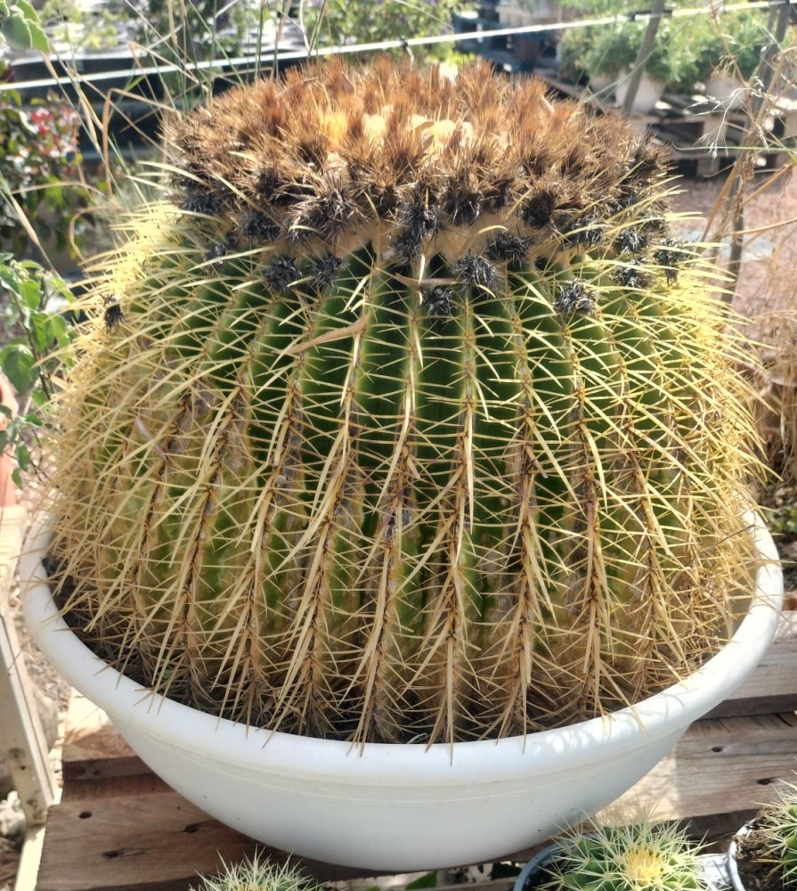 Echinocactus grusonii.jpeg