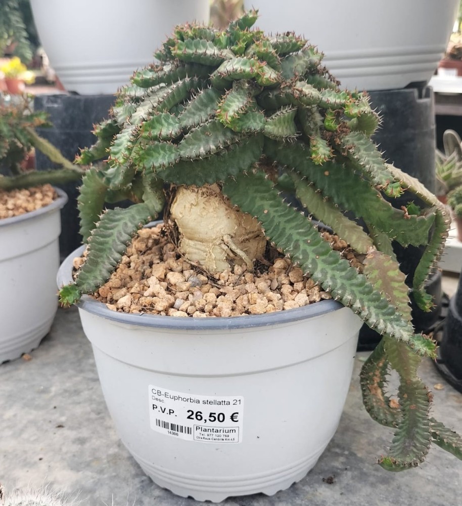 E. stellata1.jpeg