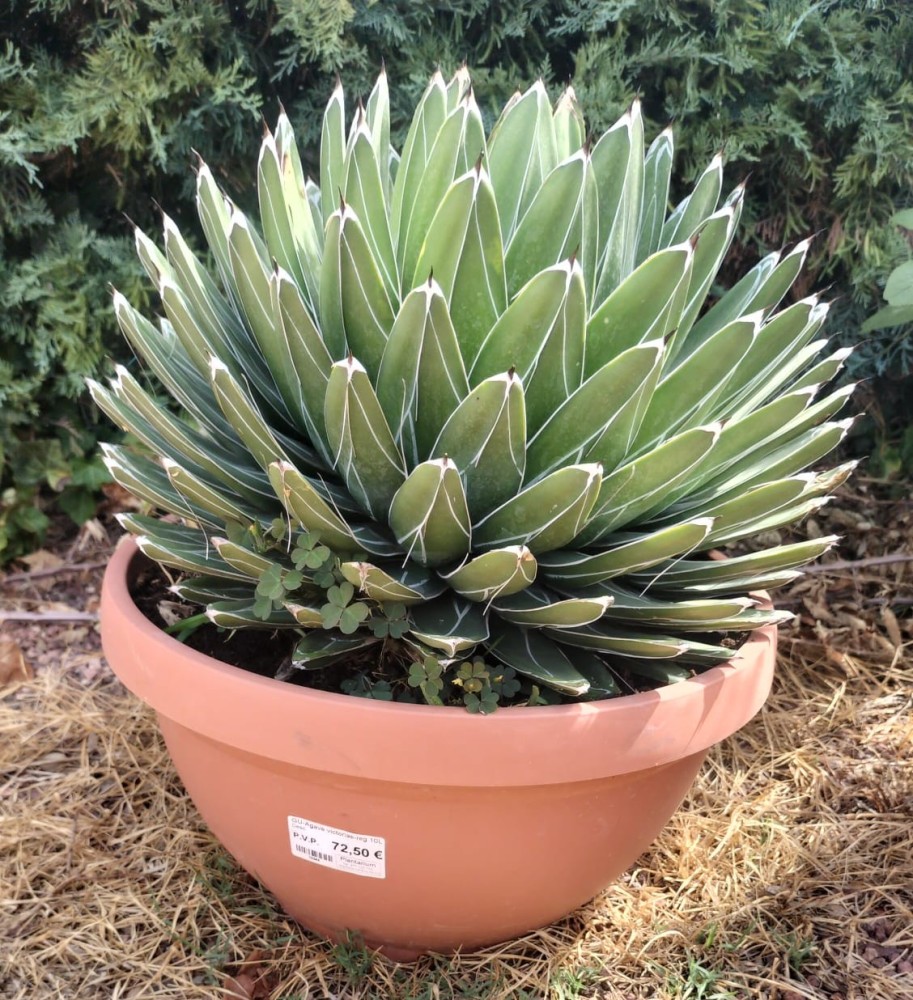 Agave victoriae-reginae.jpeg