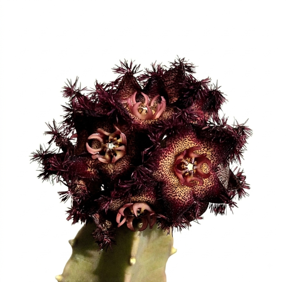Gemini_Generated_Image_xupyorxupyorxupy.png