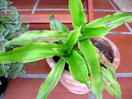 Tradescantia dracaenoides, Callisia fragrans, Spironema fragrans, Rectanthera fragrans .jpg