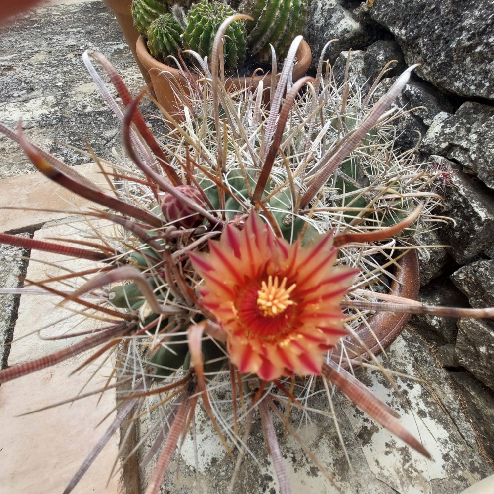 Flor y espinas