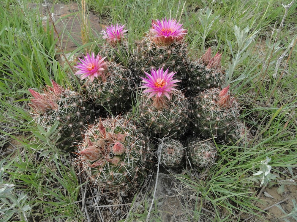 Escobaria vivipara