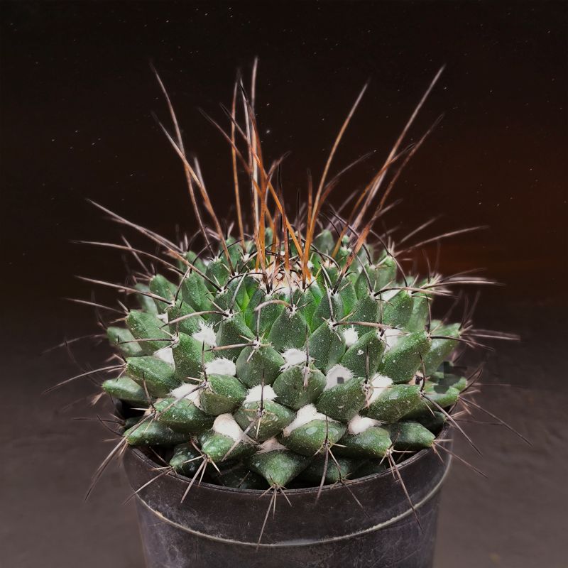 Mammillaria centricirrha