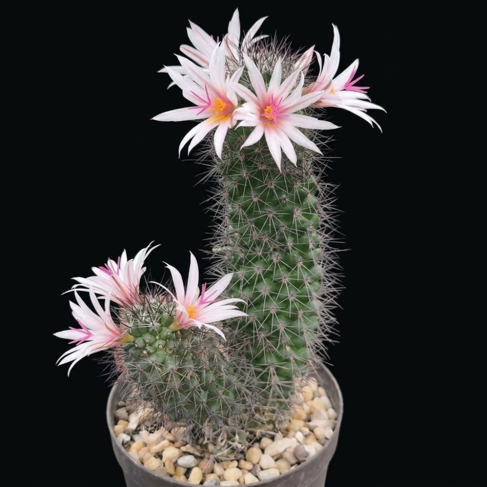 Mammillaria fraileana