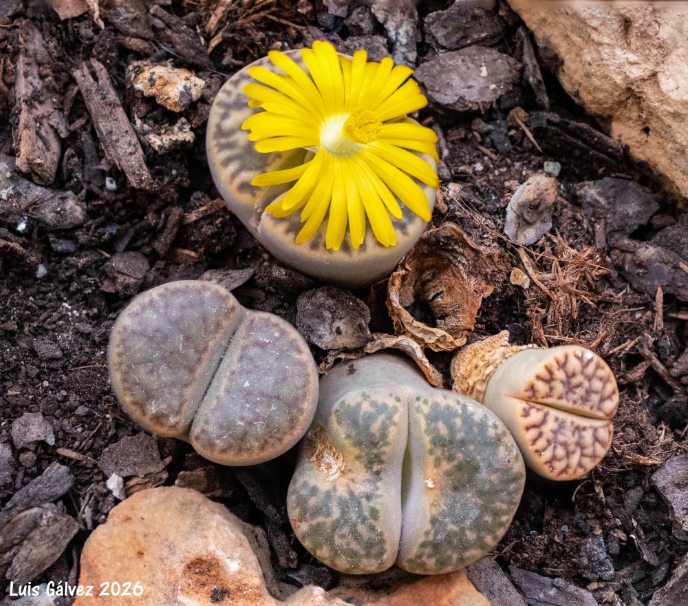 Lithops en flor_ma.jpg
