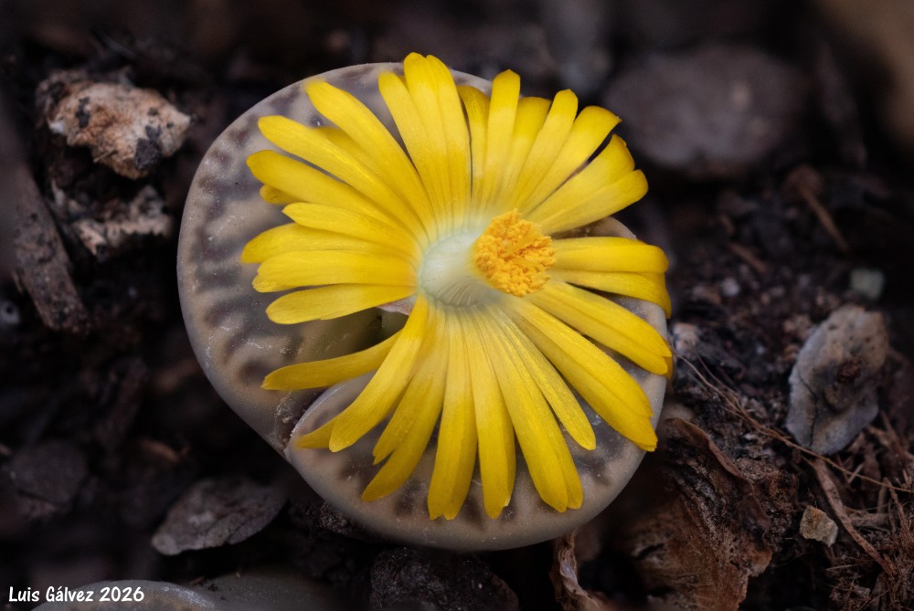 Lithops en flor-1ma.jpg