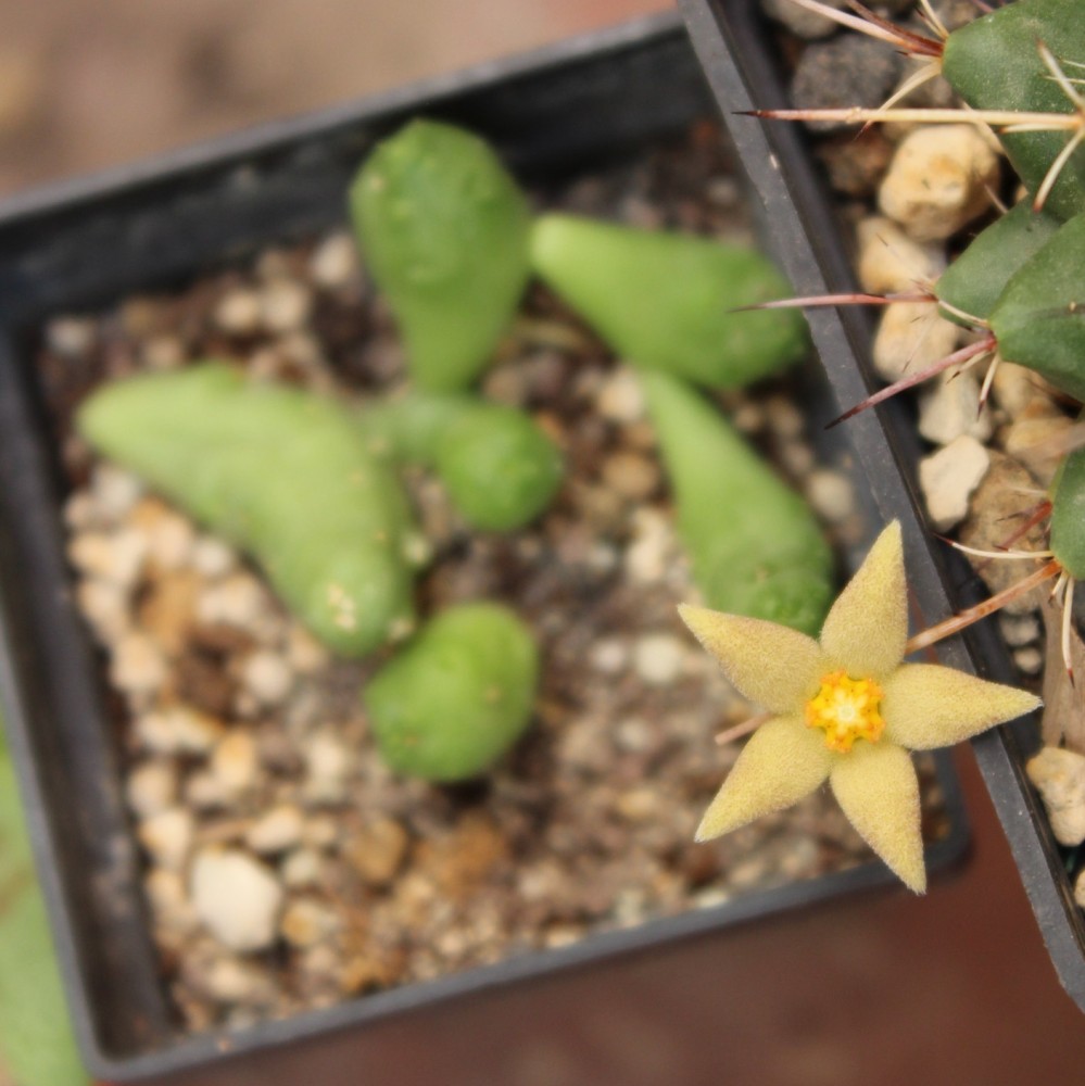 Flor amarilla de una planta crasa.