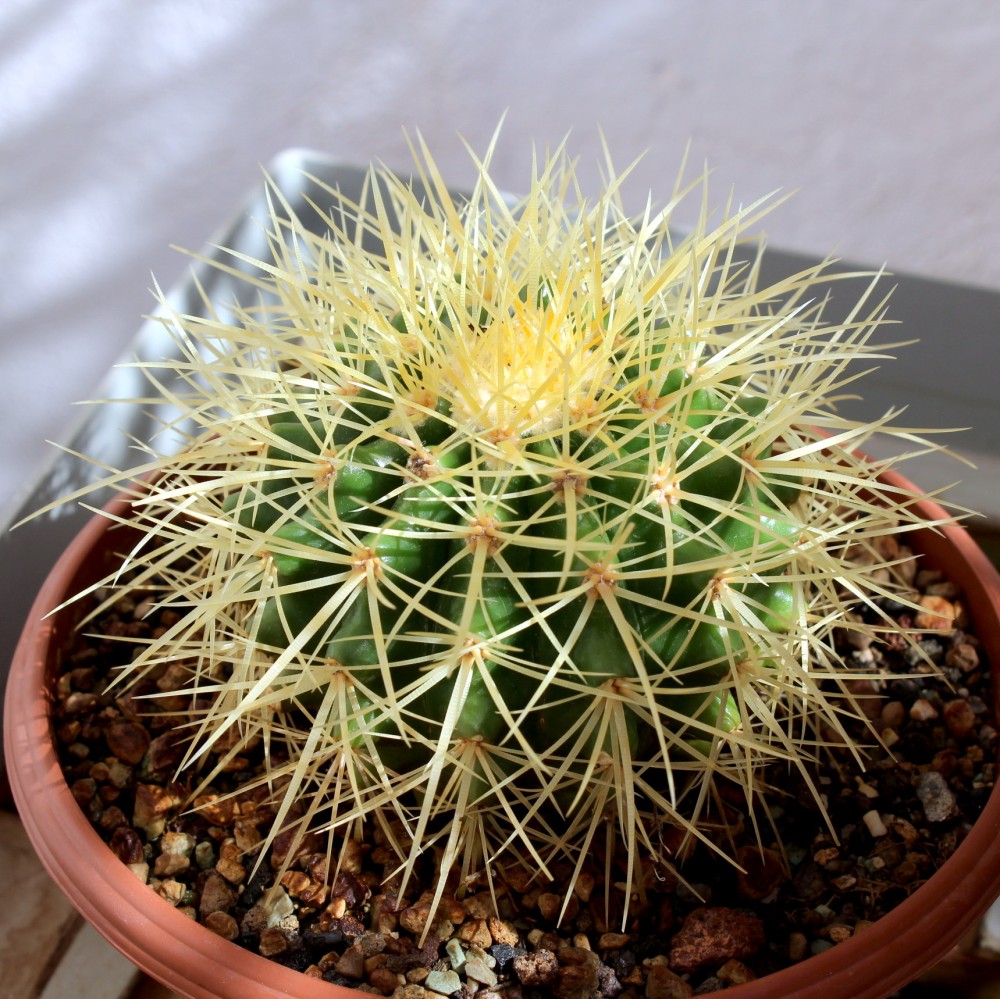 Echinocactus grusonii en sustrato mineral con tierra arcillosa.