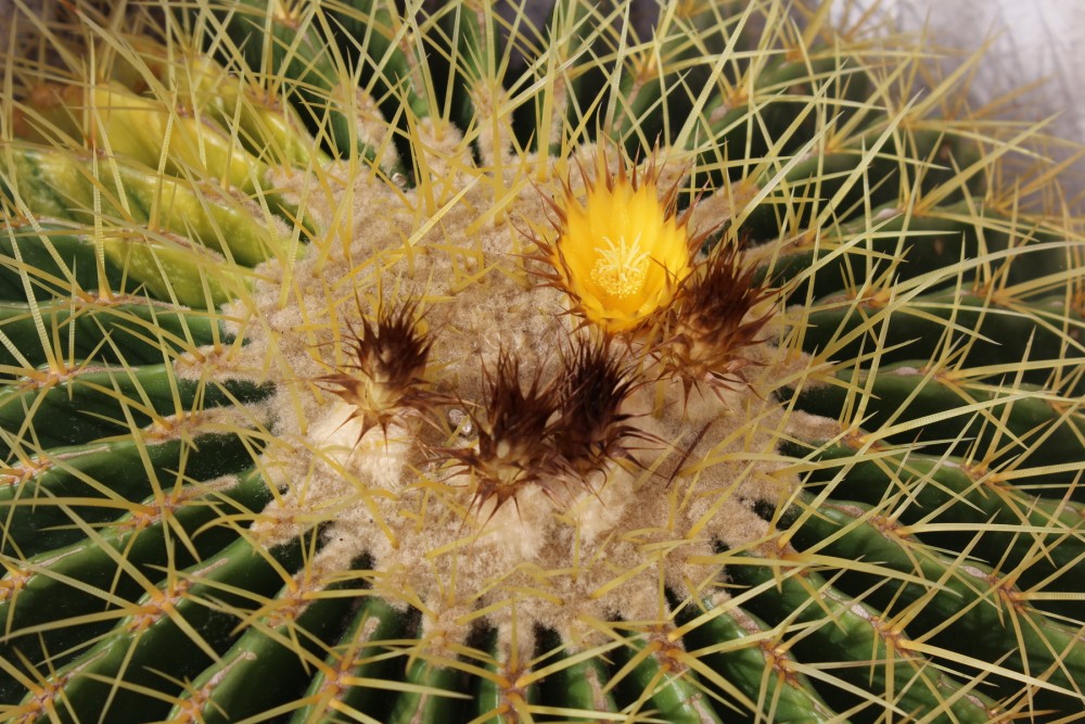 Echinocactus grusonii floreciendo.