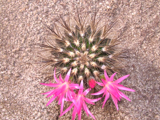 E. villosa
