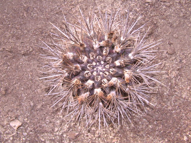 E. taltalensis. Taltal