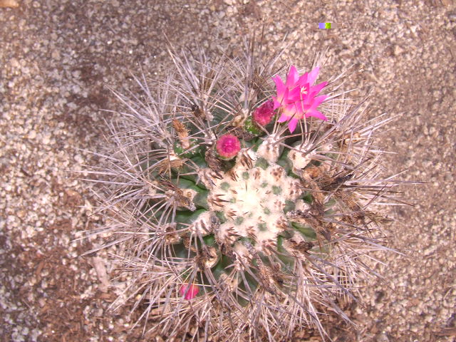 E. subgibossa wagenknechti. Chungungo