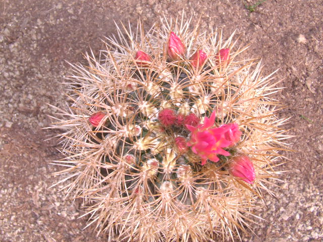 E. subgibossa litoralis. Coquimbo