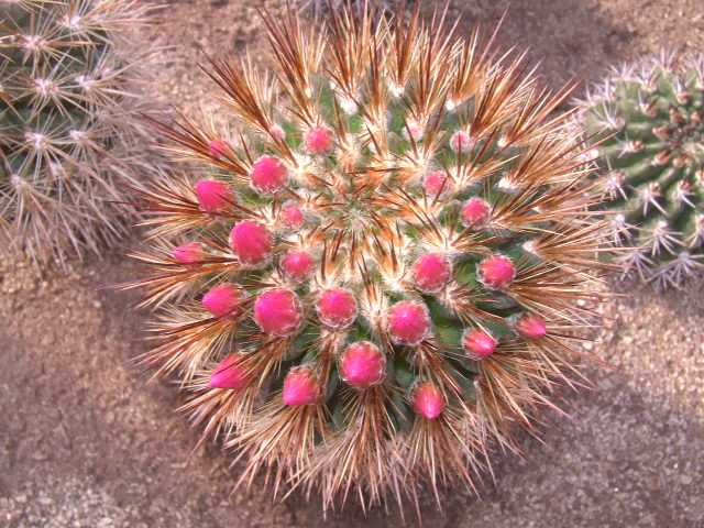 E. subgibossa