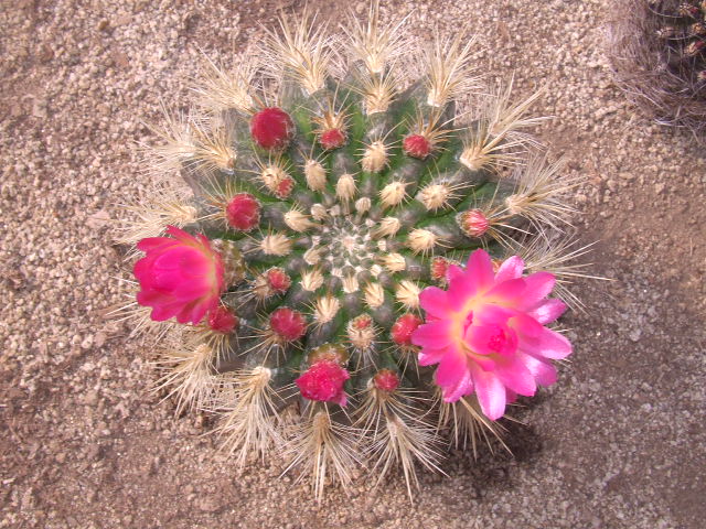 E. subgibossa. Iloca
