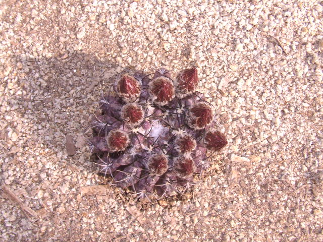 E. spectabilis 2. Totoral