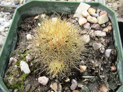 Acharagma roseana ssp galinesis
