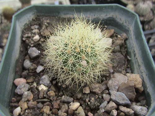 Acharagma roseana