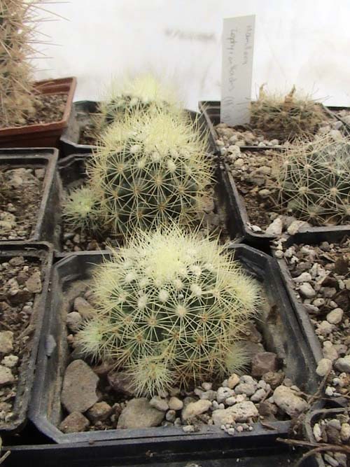 escobaria aguierreana