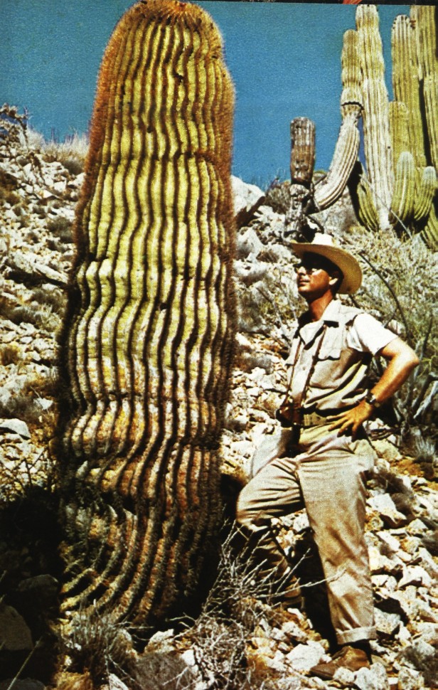 Ferocactus diguetii [50%].jpg