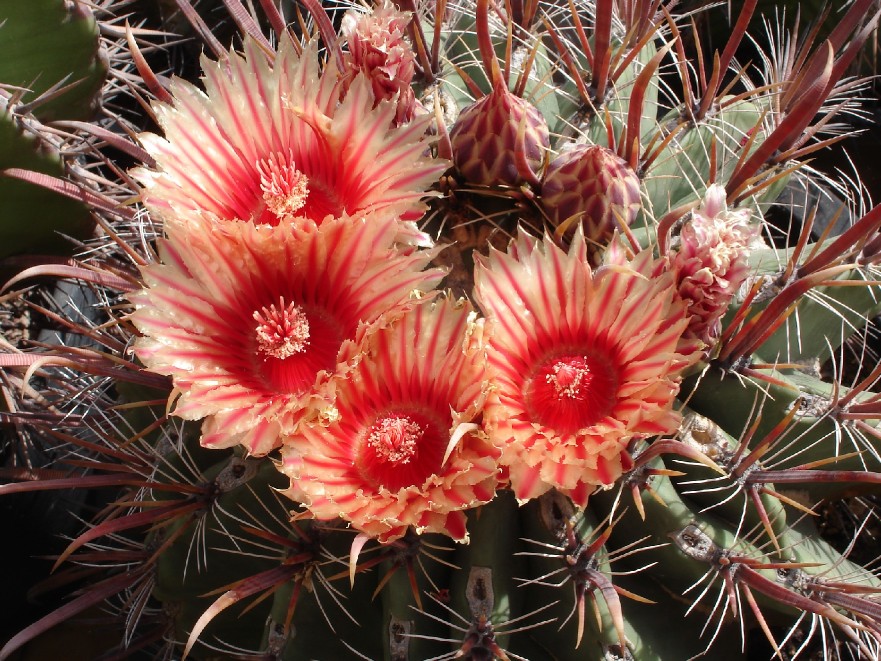Ferocactus 1.jpg