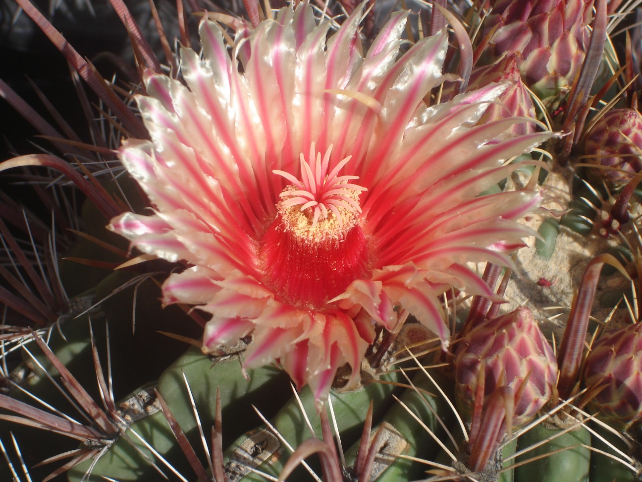 ferocactus 1 detalle.jpg