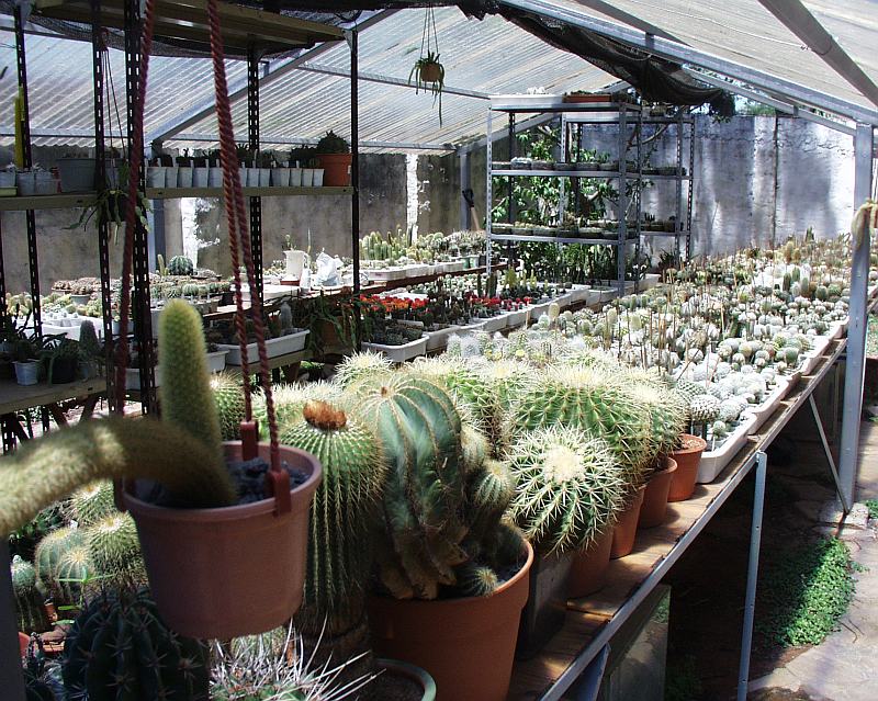 Vista parcial con algunos ejemplares viejos que me habían quedado de mi "primera fase"