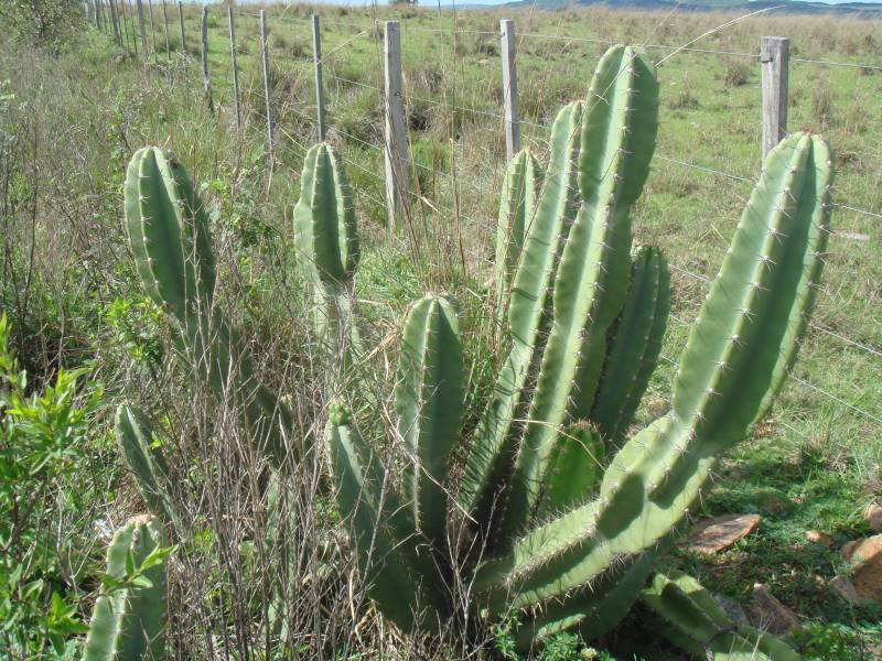 Un lindo Cereus lanosus, una especie endémica