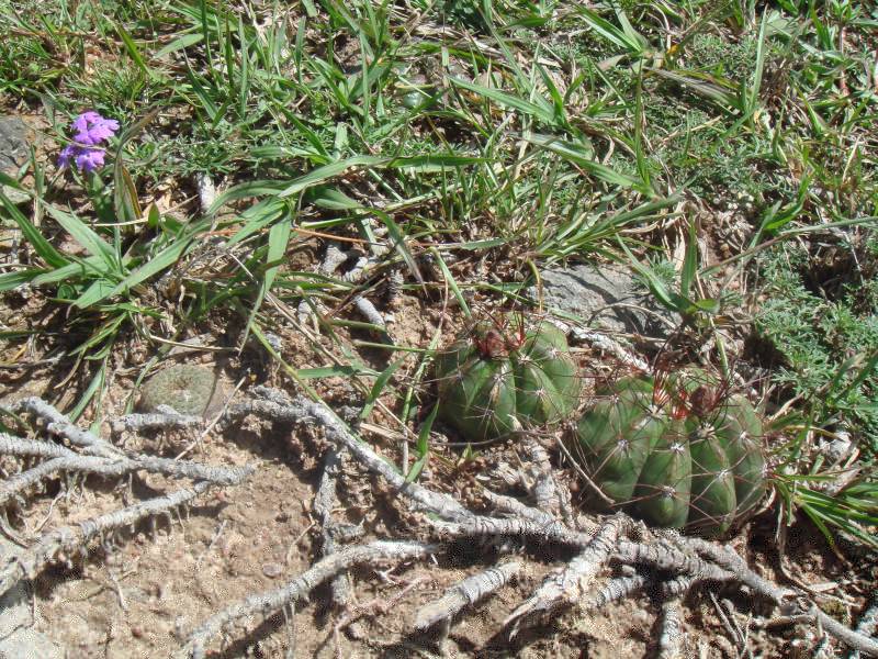 Al buscar un poco más también encontré a estas Parodia ottonis. Sus flores son amarillas y tienen un brillo<br />anaranjado... pero qué es esto a la izquierda??