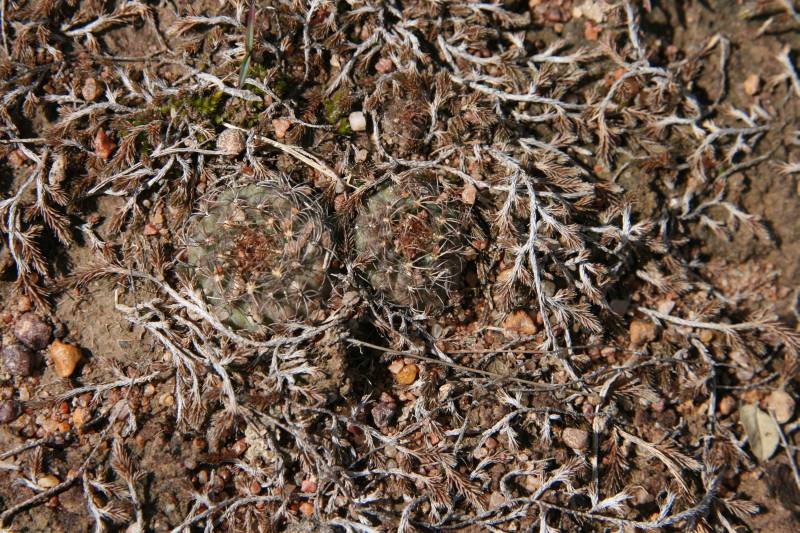 Estas pequeñas Fraileas eran mucho más raras, parecían ser del tipo F. ingnacionensis, pero falta hacer una comparación<br />más detallada...