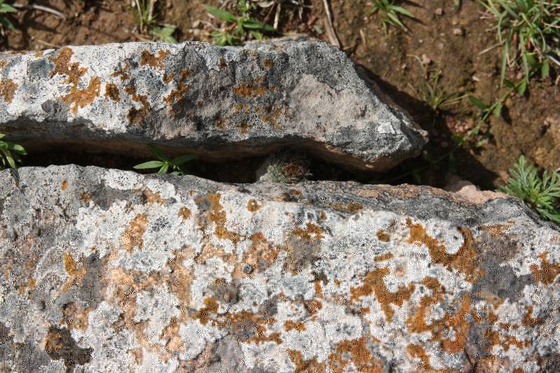 ...y hasta se esconden en las grietas de las rocas!