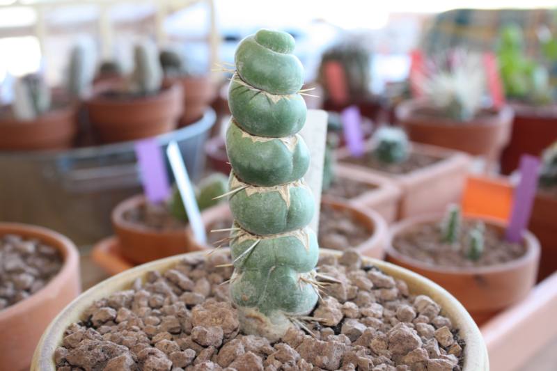 Eulichnia Castanea v. varispialis_800x533.jpg
