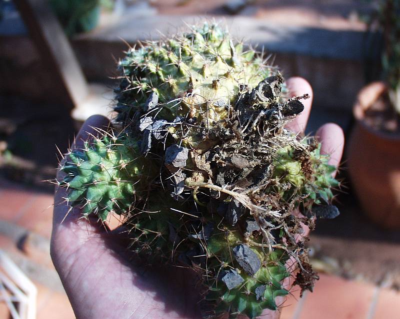 Luego de haber enraizado y enterrado al portainjerto, a los 6 meses descubrí que se había podrido el Cereus, pero la Mammillaria ya echó raíces.
