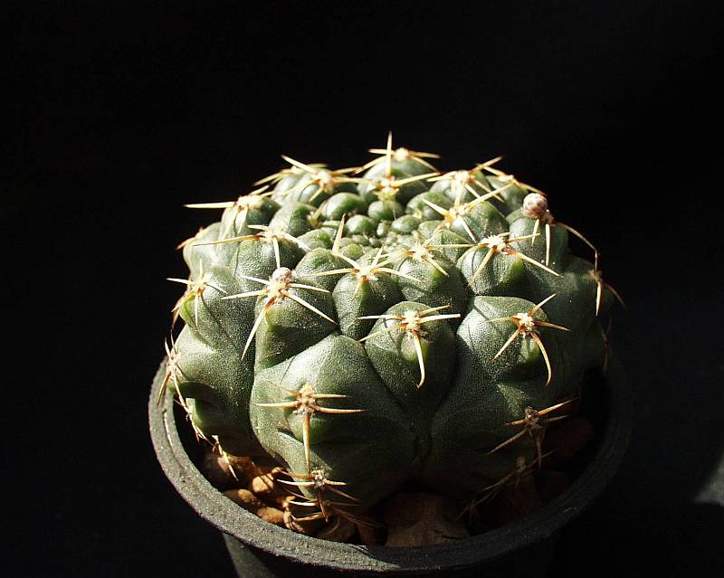Gymnocalycium schroederianum sobre Selenicereus, luego de un año y medio sigue creciendo y floreciendo.