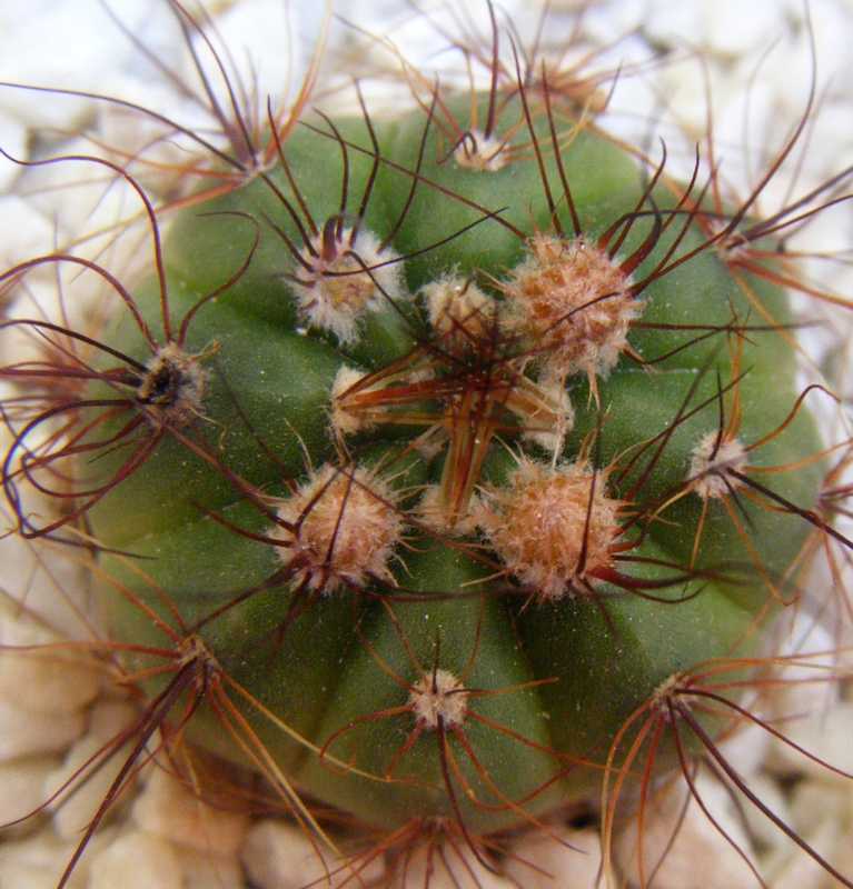 Red y talvez pimpollos 01.JPG
