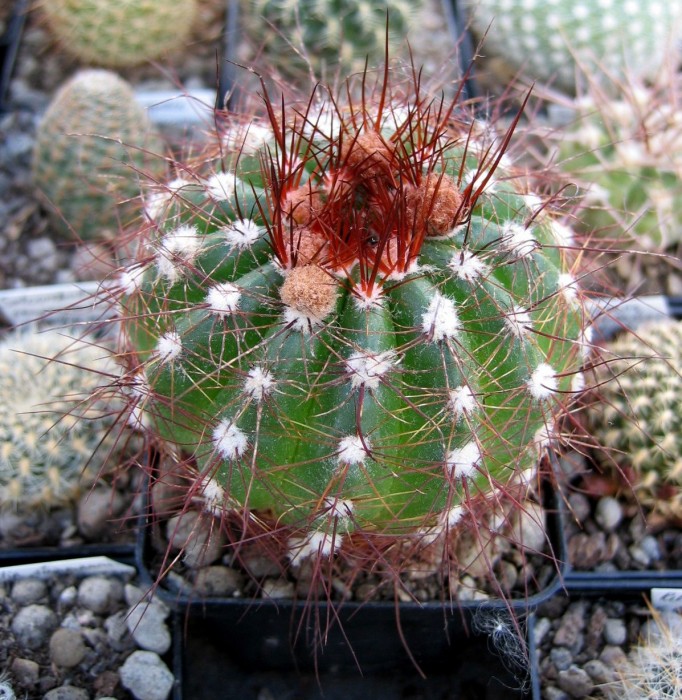 Notocactusottonis-vi.jpg