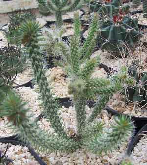 Cylindropuntia.jpg